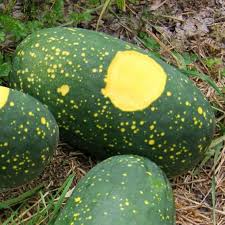 Moon & Stars Watermelon Seeds - Heirloom Non-GMO - Sweet Red Flesh - Citrullus Lanatus - Unique Speckled Rind - Summer Garden Seeds