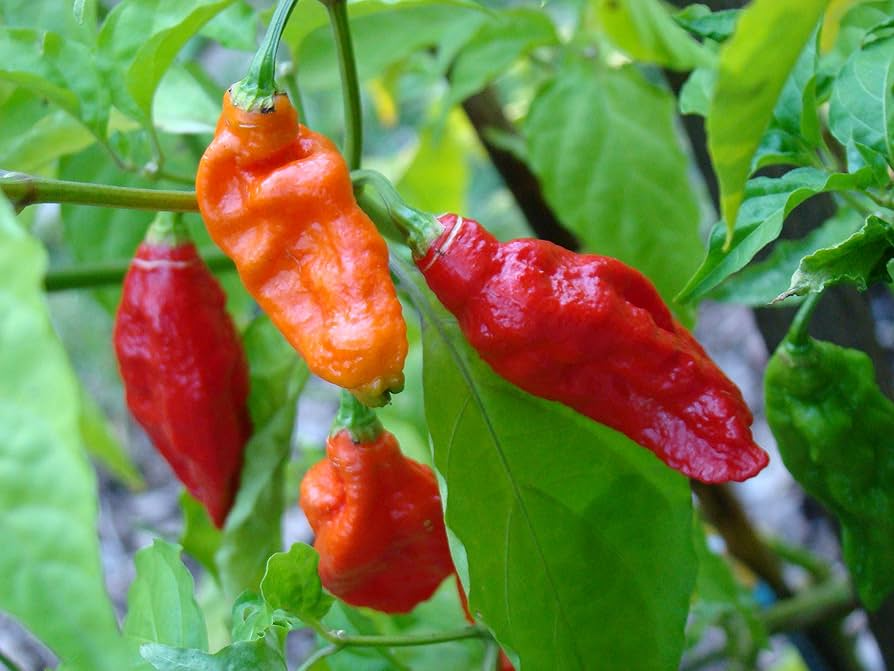 Ghost Pepper Seeds - 10 Count Bhut Jolokia, Fiery Hot Chili Pepper, Capsicum chinense, Ideal for Spicy Gardens
