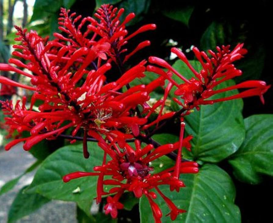 Odontonema Firespike Live Plant | Red Pagoda Flower | Odontonema strictum | Hummingbird & Butterfly Magnet
