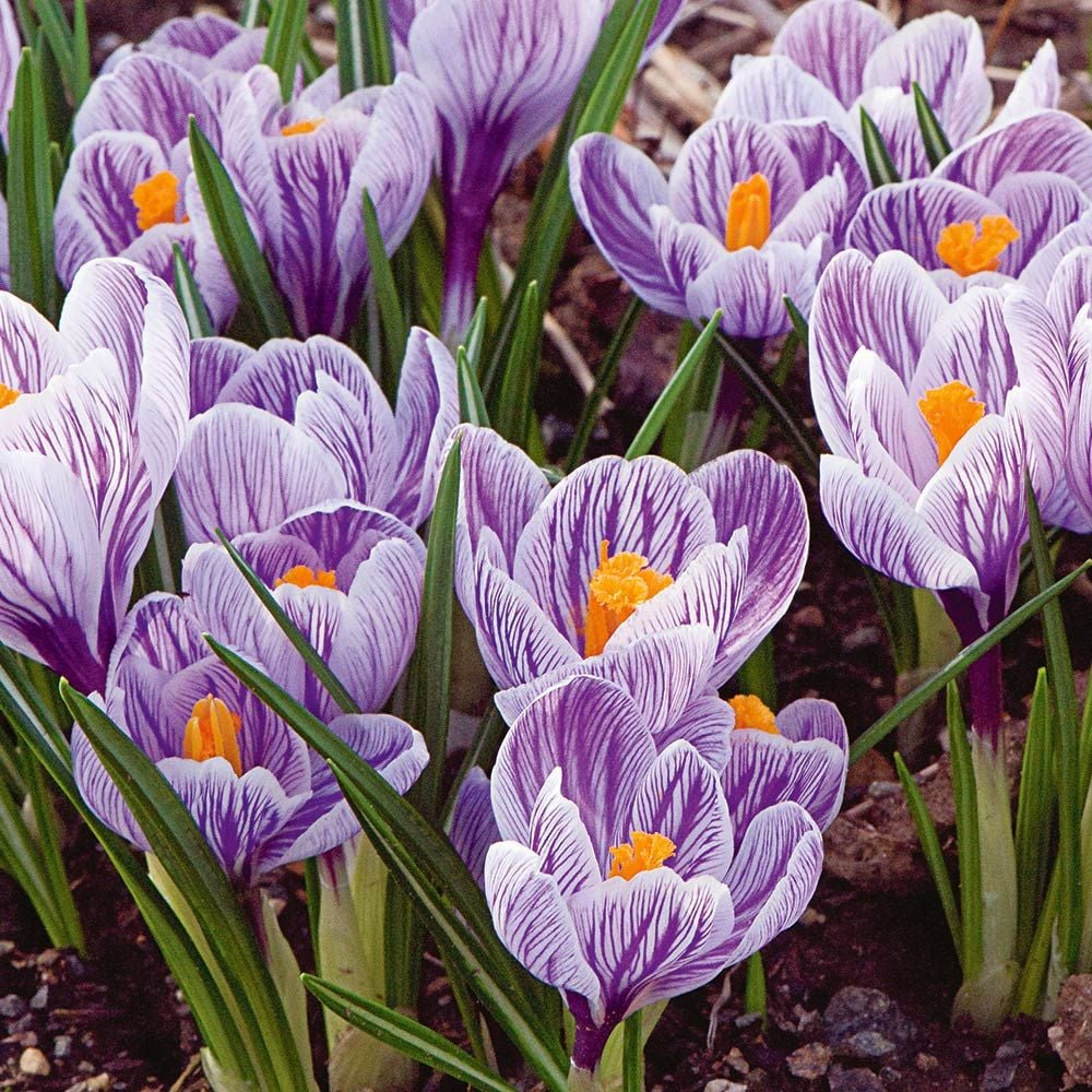 Crocus Bulbs Mix - 5 Flower Bulbs, Purple Blue White Striped - Cold Hardy Perennial (Crocus spp.) for Easy Growing Garden