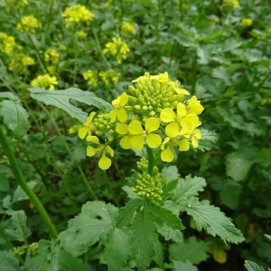 1,000 Black Mustard Seeds - Heirloom Brassica nigra, Non-GMO Culinary & Medicinal Spice, Fast-Growing Annual Herb