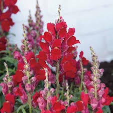 Candy Tops Red Snapdragon Seeds | 1000+ Seeds | Compact Bold Red Blooms | Antirrhinum majus | Pollinator-Friendly Garden Flowers
