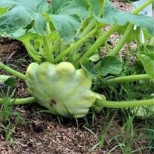 15 Seeds Bennings Green Tint Scallop Squash, Heirloom Pattypan (Cucurbita pepo), Pale Green, Tender Flavor, High-Yielding