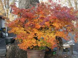 20 Trident Maple Tree Seeds - Acer buergerianum - Hardy Bonsai - Vibrant Fall Colors for Outdoor & Patio Gardening