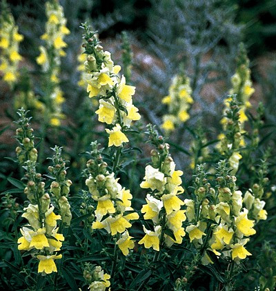1000+ Snapdragon Seeds | Lemon Yellow | Non-GMO | Antirrhinum majus | Early Blooming, Pollinator-Friendly