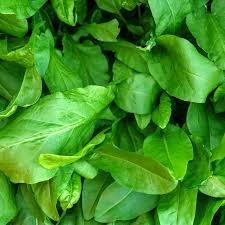 Large Leaf Sorrel Seeds 250 mg - Rumex acetosa Perennial Herb, Tart Flavor, Easy to Grow Garden Greens
