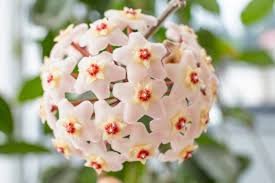 Hoya Carnosa 'Snow Ball' Cutting 4 Inch Pot | Fragrant Wax Flowers | Easy Care Houseplant | Live Indoor Plant