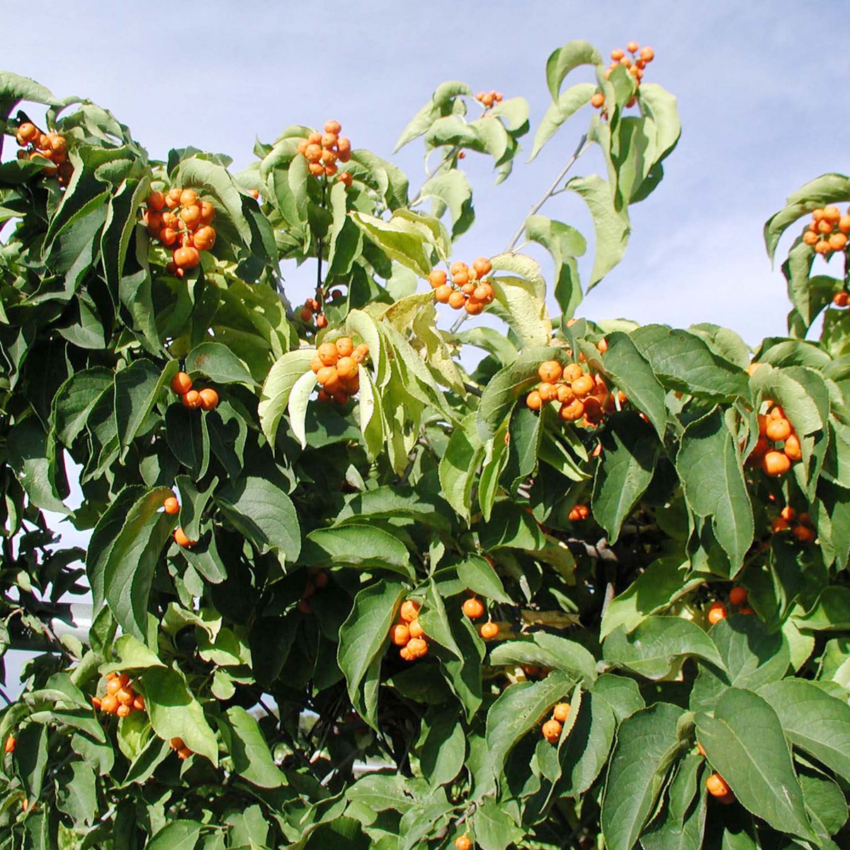 30 Seeds American Bittersweet | Celastrus Scandens | Vigorous Climbing Vine | Bright Orange-Red Berries | Ornamental Garden Plant