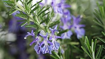 Rosemary Seeds 100 Count | Aromatic Culinary Herb | Salvia rosmarinus | Drought-Tolerant & Pollinator-Friendly