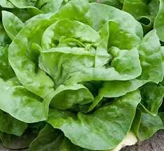 500 Seeds White Boston Lettuce - Crisp Butterhead Variety, Tender Leaves, Mild Flavor, Lactuca sativa