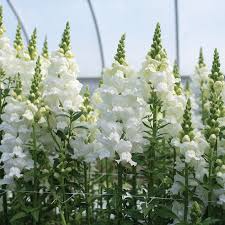 Snapdragon Seeds 1000+ Legend White Antirrhinum majus Double Blooms for Garden & Cut Flowers, Pollinator-Friendly