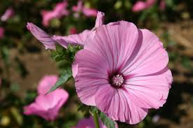 Dwarf Rose Mallow Seeds 250mg Mix - Colorful Perennial Hibiscus Blooms, Pollinator Friendly, Compact Plant, Hibiscus moscheutos