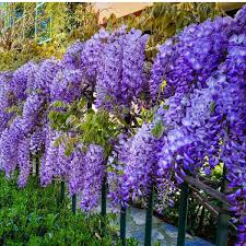 5 Unrooted Cuttings Purple Wisteria - Hardy Climbing Vine with Fragrant Flowers - Wisteria spp. for Gardens and Landscaping