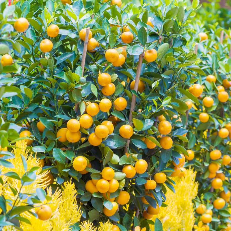 Live Calamansi Plant Tree Seedling 8-12 Inches | Citrus Microcarpa | Indoor & Outdoor Tropical Fruit Tree