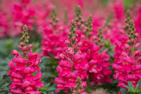 Snapdragon Seeds - 1000+ Liberty Rose - Soft Pink Blooms - Antirrhinum majus - Perfect for Garden & Cut Flowers
