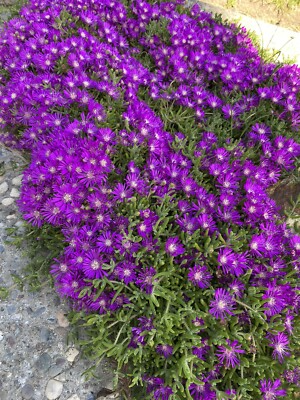 10 Cuttings Creeping Ice Plant | Rare Purple/Pink Blooms | Ground Cover Succulent | Delosperma sp. | Easy & Drought-Tolerant