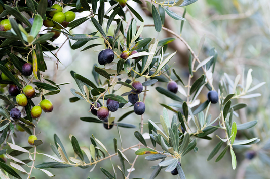 10 Canino Olive Tree Seeds, Heirloom Variety, Mediterranean Edible Fruit (Olea europaea) - High Yield, Evergreen Olive Seeds