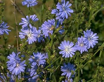 Chicory Seeds 3000 Count Heirloom Edible Greens & Root Herb Cichorium Intybus, Drought-Tolerant, Pollinator-Friendly