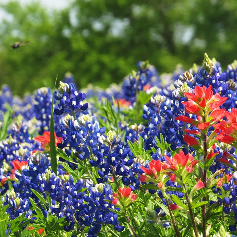 Texas Bluebonnet Seeds - 1 Gram - Lupinus texensis - Iconic Wildflower for Gardens, Meadows, and Pollinator Habitats