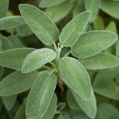 50 Seeds Sage Broadleaf, Aromatic Culinary Herb, Salvia officinalis, Drought-Tolerant, Easy to Grow, Perfect for Garden