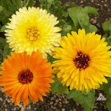 Calendula Seeds - Pacific Beauty Mix - 50-1000 Seeds - Vibrant Yellow, Orange, Gold Blooms - Calendula officinalis