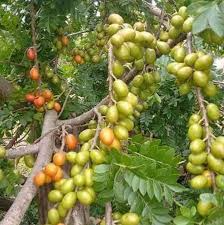 Spanish Plum Tree Starter Plant 3'-4' Spondias purpurea Live Tropical Fruit Tree for Container Gardening