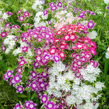 Twinkle Mix Phlox Seeds - Vibrant Annual Flower Mix, Star-Shaped Blooms, Phlox drummondii, Pollinator Friendly, Easy to Grow