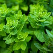 300 Seeds Common Oregano Herb, Origanum Vulgare, Aromatic Culinary Plant for Mediterranean Dishes and Gardens
