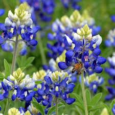 Texas Bluebonnet Seeds 1g | Lupinus texensis | Vibrant Blue Wildflower for Gardens & Meadows | Pollinator-Friendly