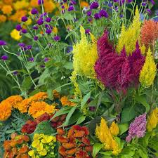 Pampas Plume Mix Celosia Seeds | Colorful Feathery Plumes | Celosia argentea | 50-1000 Seeds for Vibrant Gardens