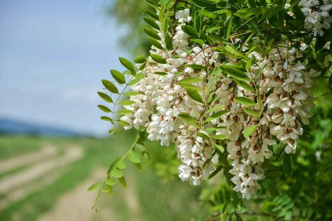 Flowering Black Locust Tree Live Bare Root 1 ft - Robinia pseudoacacia - Fragrant White Pink Flowers, Fast-Growing Pollinator Plant