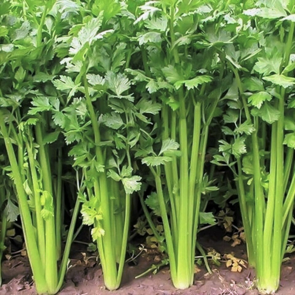 500 Seeds Chinese Light Green Celery, Heirloom Variety, Mild Flavor, Crisp Stalks, Apium graveolens