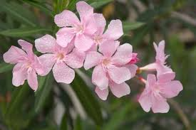**Oleander Cuttings 6” Pink | 7 Live Unrooted Cuttings | Nerium Oleander | Drought-Tolerant Evergreen Flowering Shrub**