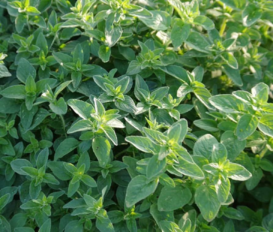 Common Oregano Seeds - Heirloom Non-GMO Culinary Herb, Origanum vulgare, Full Sun, USDA Zones 4-9, Perennial Herb for Gardens