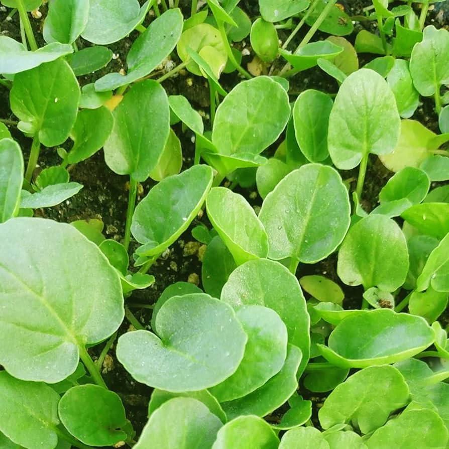 Upland Cress Seeds 1000 Count - Peppery Nutritious Herb for Salads & Microgreens - Barbarea verna, Fast-Growing Edible Plant