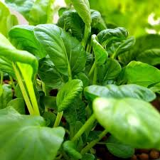 Pak Choi Seeds 500mg - Heirloom Non-GMO Bok Choi Taisai - Fast-Growing Asian Greens for Stir-Fries & Salads - Brassica rapa
