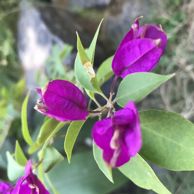 Purple Majesty Bougainvillea Starter Plant - Well-Rooted Live Plug, Rare Evergreen Vine, Bougainvillea spp., Purple Blooms