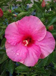 Exotic Magenta Fuchsia Hibiscus Starter Plant - 2-5 Inches - Hibiscus rosa-sinensis - Bare Root Tropical Flower for Gardens