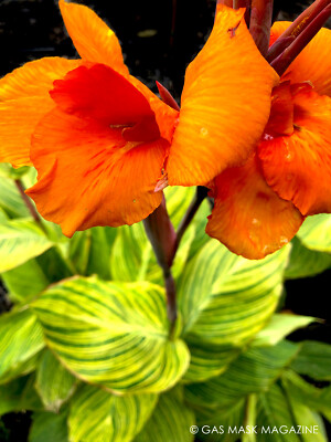 3 Bare Root Pretoria Canna Lily "Bengal Tiger" Plants, Canna x generalis, Tropical Green & Gold Foliage, Orange Flowers