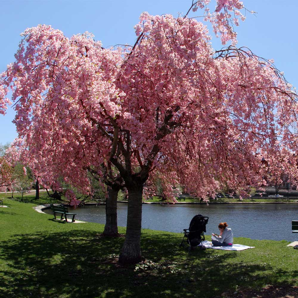 Weeping Cherry Tree 2-3 Ft Live Flowering Tree Prunus pendula - Elegant Ornamental Blooms for Gardens and Landscaping
