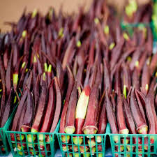 15 Seeds Okra Red Burgundy - Vibrant Red Pods, High Yield, Heat-Tolerant, Abelmoschus esculentus for Home Gardens