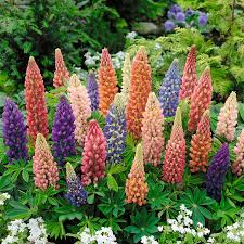 25+ Minarette Dwarf Mix Lupine Seeds - Colorful Compact Blooms for Garden Beds & Pots - Lupinus polyphyllus