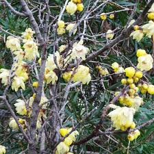 10 Seeds Chimonanthus Praecox Wintersweet Tree | Fragrant Heirloom Shrub | Hardy Winter-Blooming Ornamental Plant