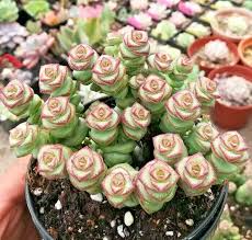 Rare Crassula 'Jade Necklace' Succulent Seeds - 25 Pack, Cascading Leaves, Crassula sp., USDA Zones 9-11