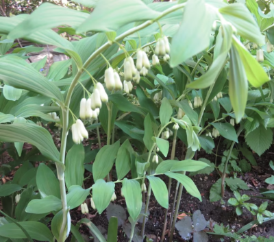 10 True Solomon's Seal Plants - Bare Root Perennials - Polygonatum biflorum - Shade-Loving Wildflowers for Gardens