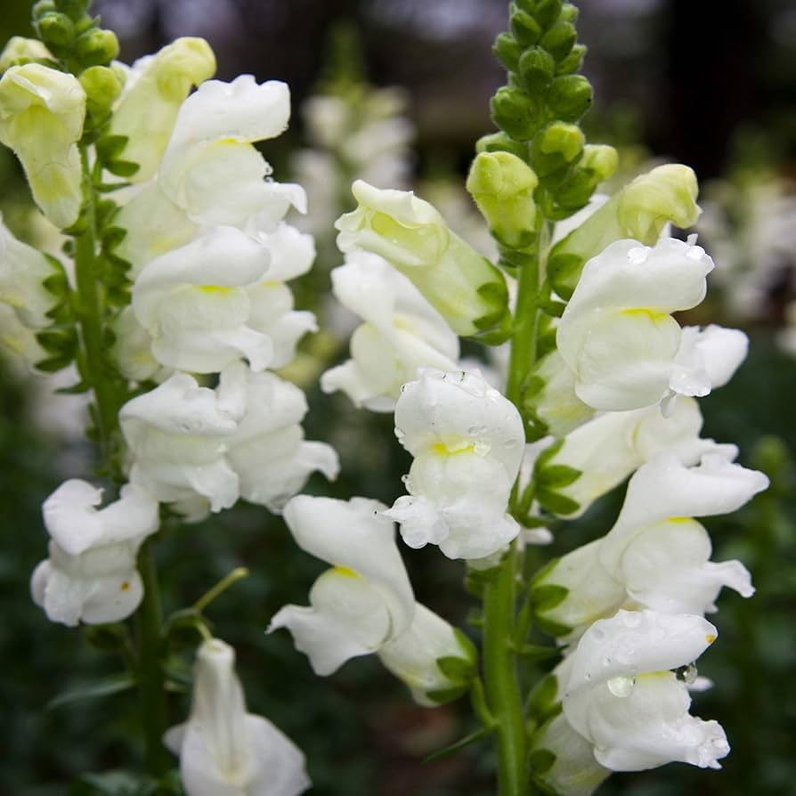 1000+ Snowflake Snapdragon Seeds - White Blooms for Garden Planting, Antirrhinum majus, Ideal for Borders & Pollinators