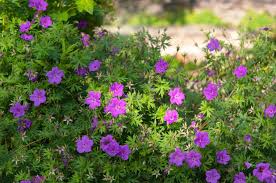 10 Bare Root Cranesbill Wild Geranium Plants - Organic Native Wildflower, Medicinal, Pollinator-Friendly, Geranium maculatum