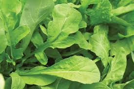300 Seeds Astro Arugula Organic Salad Green, Mild Flavor, Fast-Growing, Eruca vesicaria