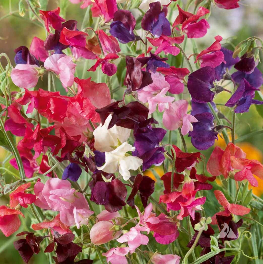 Colorful Climber Seeds Mix - 50 Non-GMO Morning Glory, Sweet Pea & Nasturtium Vines - Vertical Garden Trellis Plants