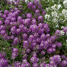 Violet Queen Alyssum Seeds | Non-GMO | Fragrant Purple Flowers | Lobularia maritima | Easy Grow Ground Cover